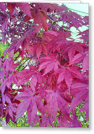 Japanese Maple Leaves - Greeting Card