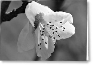 Peach Tree Blossom - Black and White - Greeting Card