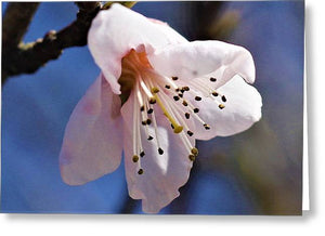 Peach Tree Blossom - Greeting Card